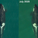 L72 pregnancy: The picture panel above shows the shape change of L72, a killer whale with the Southern Resident population, between September 2019 and July 2020. She’s now in the late stages of pregnancy.